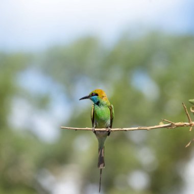 Canlı yeşil bir kuş, mavi boğazlı ve kırmızı gözlü ince bir dala tünemiş, bulanık yeşil bir arka planda. Uzun kuyruk tüyleri ve narin duruşu, sakin ve tropikal ortama eklenir..