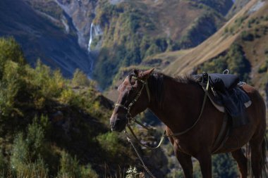 Eyeri olan kahverengi bir at yemyeşil ağaçlarla çevrili çimenli bir dağ yamacında duruyor. Arka planda, yüksek bir şelalesi olan manzaralı bir vadi engebeli tepeler arasında berrak bir gökyüzünün altında akıyor..