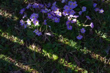 Mor çiçekleri güneş ışığı altında yabani çimlerde açan ve gölgeli kontrastlı bahar otlağı sahnesi doğal güzellik konsepti çiçekçilik botanik endüstrisi.