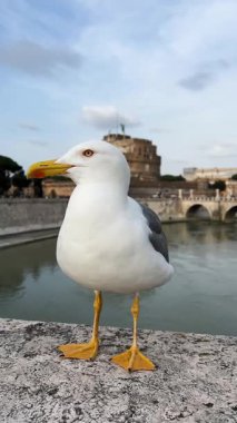 Roma 'da Tiber Nehri' nin kıyısındaki taş bir çıkıntının üzerinde duran martının yakın planda çekilmiş bir videosu. Castel Sant 'Angelo ve köprü arka planda görünüyor, mavi gökyüzünde yumuşak bulutlar var.