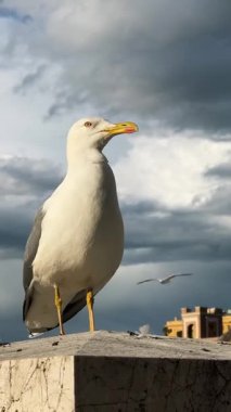 Roma 'nın tarihi şehir manzarasına bakan bir kaya çıkıntısına tünemiş bir martının yakın çekimi. Hareketli bir videoda yakalanan kuş, aşağıdaki hareketli binalar ve işlek caddelerle tezat oluşturarak sakin görünüyor.