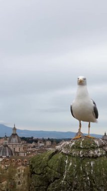 Roma 'nın tarihi şehir manzarasına bakan bir kaya çıkıntısına tünemiş bir martının yakın çekimi. Hareketli bir videoda yakalanan kuş, aşağıdaki hareketli binalar ve işlek caddelerle tezat oluşturarak sakin görünüyor.