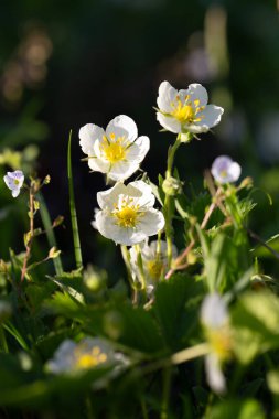 ChatGPT: Güneş ışığında açan sarı merkezli narin kır çiçeklerinin yakın plan fotoğrafı. Yeşil çimen ve yapraklarla çevrili çiçekler, yumuşak, karanlık ve doğal arka plana karşı parlak bir şekilde dururlar.