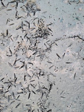 Güneş ormanın ortasında batıyor..