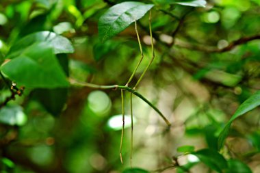 Böcekler dallara tutunuyor..