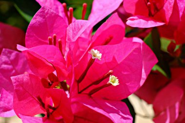 Bahçedeki güzel çiçek