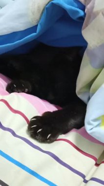 Siyah bir kedi yatakta battaniyenin altında uyuyor..