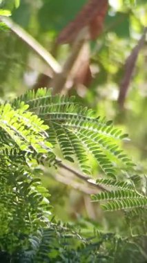 Ormanda yeşil yapraklar