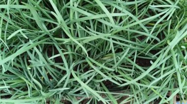 Sebze bahçesinin tazeliği