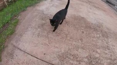 Siyah bir kedi sokakta yürüyor..