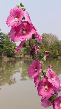 Bataklıktaki kırmızı çiçeklerin güzel manzarası.