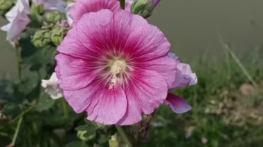 Bahçedeki güzel pembe çiçek