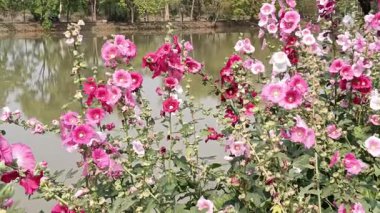 Bahçede çok renkli güzel çiçekler