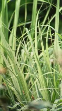 Bahçede yeşil çimenler sallanıyor.