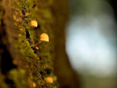 Yosun kaplı ağaç gövdesinde büyüyen küçük mantarların makro görüntüsü yumuşak, bulanık orman arka planıyla sıcak ışıkta yıkanmış..