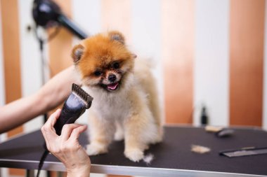 Güzel Pomeranya köpeği profesyonel tımar ve saç bakımından zevk alıyor. Profesyonel kadın kuaför..