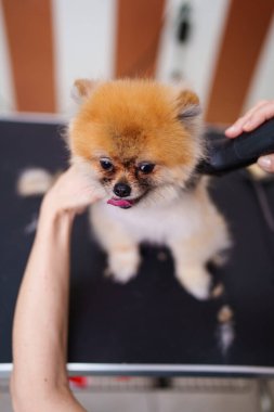 Güzel Pomeranya köpeği profesyonel tımar ve saç bakımından zevk alıyor. Profesyonel kadın kuaför..