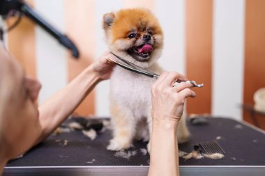Güzel Pomeranya köpeği profesyonel tımar ve saç bakımından zevk alıyor. Profesyonel kadın kuaför..