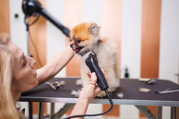 Beautiful Pomeranian dog enjoying in professional grooming and hair care. Professional female groomer at work.