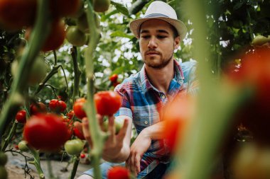 Happy and smiling young adult man working in greenhouse. Small food production business concept.