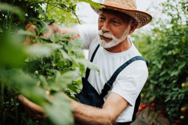 Happy and smiling senior man working in greenhouse. Small food production business concept.
