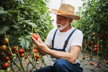 Happy and smiling senior man working in greenhouse. Small food production business concept.