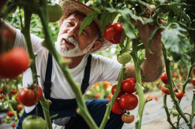 Happy and smiling senior man working in greenhouse. Small food production business concept.