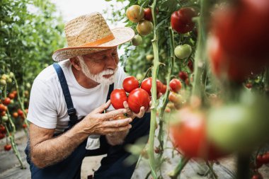 Happy and smiling senior man working in greenhouse. Small food production business concept.