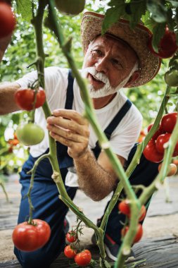 Happy and smiling senior man working in greenhouse. Small food production business concept.