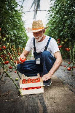 Happy and smiling senior man working in greenhouse. Small food production business concept.