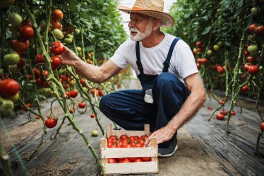 Happy and smiling senior man working in greenhouse. Small food production business concept.