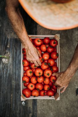Yaşlı yaşlılar taze organik domatesleri tahta sandıkta ya da kutuda toplayıp ayırıyorlar. Yukarıdan bak. Yüksek açı.