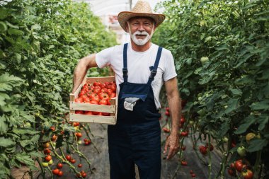 Happy and smiling senior man working in greenhouse. Small food production business concept.