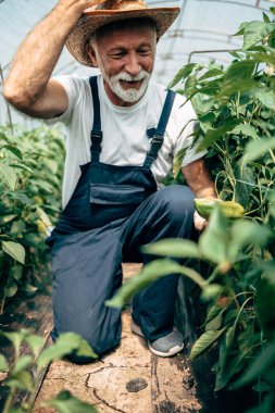 Mutlu ve gülümseyen son sınıf öğrencisi serada çalışıyor..