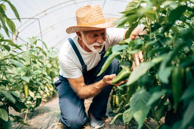 Mutlu ve gülümseyen son sınıf öğrencisi serada çalışıyor..