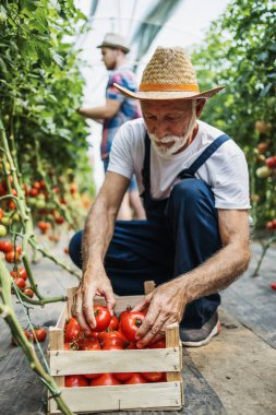 Mutlu büyükbaba torunuyla birlikte aile serasında çalışıyor.. 
