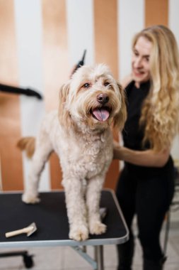 Güzel evlat edinilmiş melez köpek, profesyonel bakım ve saç bakımından zevk alıyor. Profesyonel kadın kuaför..