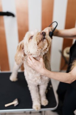 Güzel evlat edinilmiş melez köpek, profesyonel bakım ve saç bakımından zevk alıyor. Profesyonel kadın kuaför..