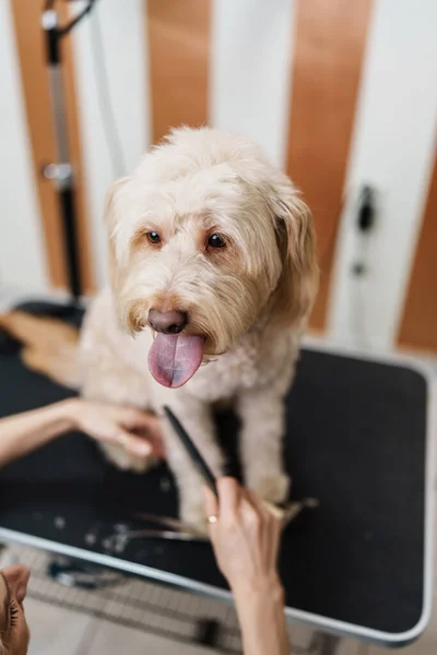 Güzel Evlat Edinilmiş Melez Köpek Profesyonel Bakım Saç Bakımından Zevk — Stok fotoğraf