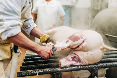 Taze et işleme tesisinde çalışan deneyimli orta yaşlı bir adam. Endüstriyel mezbaha işçisi işi. Gıda endüstrisi iş konsepti.