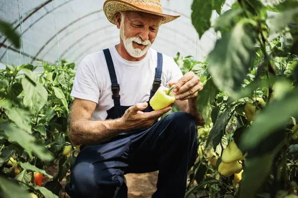 Счастливый Улыбающийся Пожилой Человек Работающий Теплице — стоковое фото