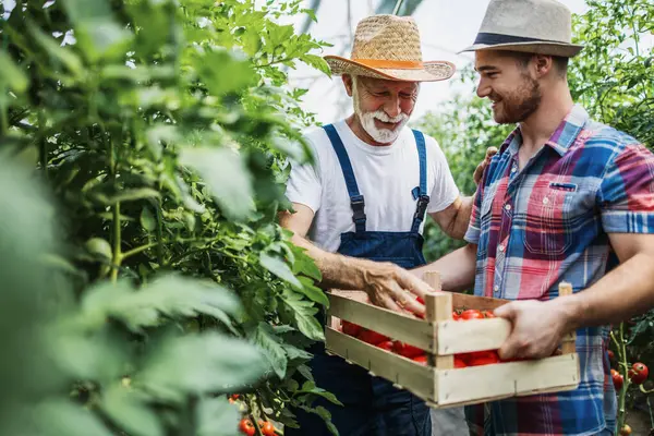 Gelukkige Grootvader Werkt Samen Met Zijn Kleinzoon Kas Van Familie Stockafbeelding