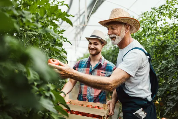 Happy Grandfather Working Together His Grandson Family Greenhouse Business Posing Stock Image