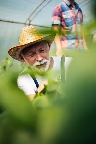 Happy Smiling Senior Man Working Greenhouse Stock Picture