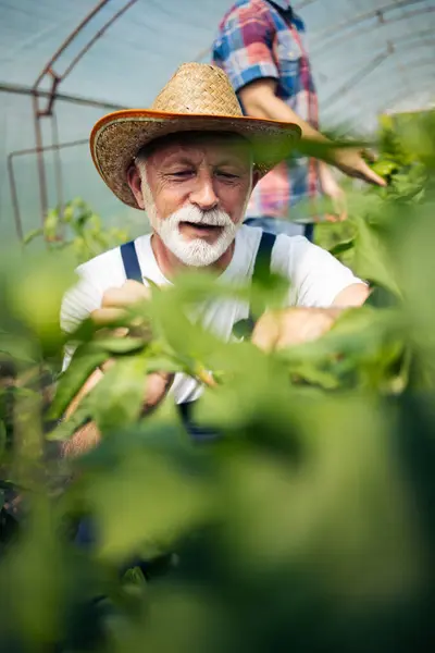 Happy Smiling Senior Man Working Greenhouse Royalty Free Stock Photos
