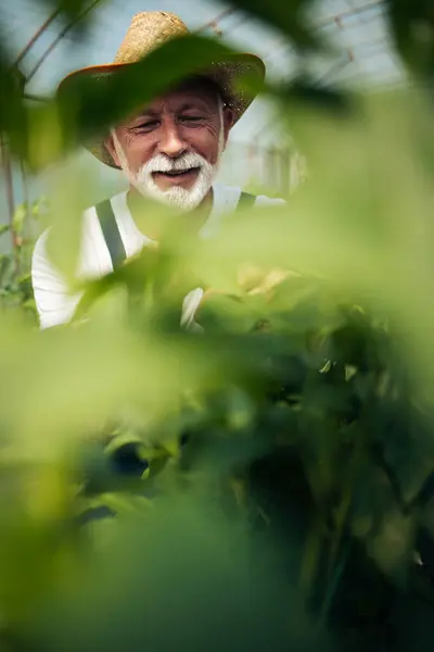 Happy Smiling Senior Man Working Greenhouse Stock Photo