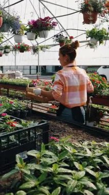 Profesyonel sera işçisi dikkatlice kırmızı çiçekli renkli asma sepetleri ve ticaret ortamında canlı çiçeklenme bitkilerini düzenliyor.