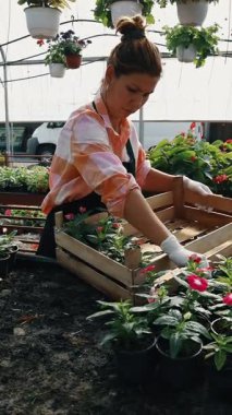 Profesyonel sera işçisi dikkatlice kırmızı çiçekli renkli asma sepetleri ve ticaret ortamında canlı çiçeklenme bitkilerini düzenliyor.