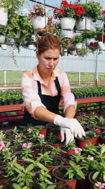 Profesyonel sera işçisi dikkatlice kırmızı çiçekli renkli asma sepetleri ve ticaret ortamında canlı çiçeklenme bitkilerini düzenliyor.