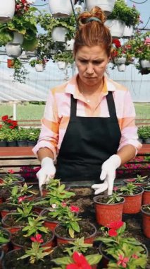 Profesyonel sera işçisi dikkatlice kırmızı çiçekli renkli asma sepetleri ve ticaret ortamında canlı çiçeklenme bitkilerini düzenliyor.